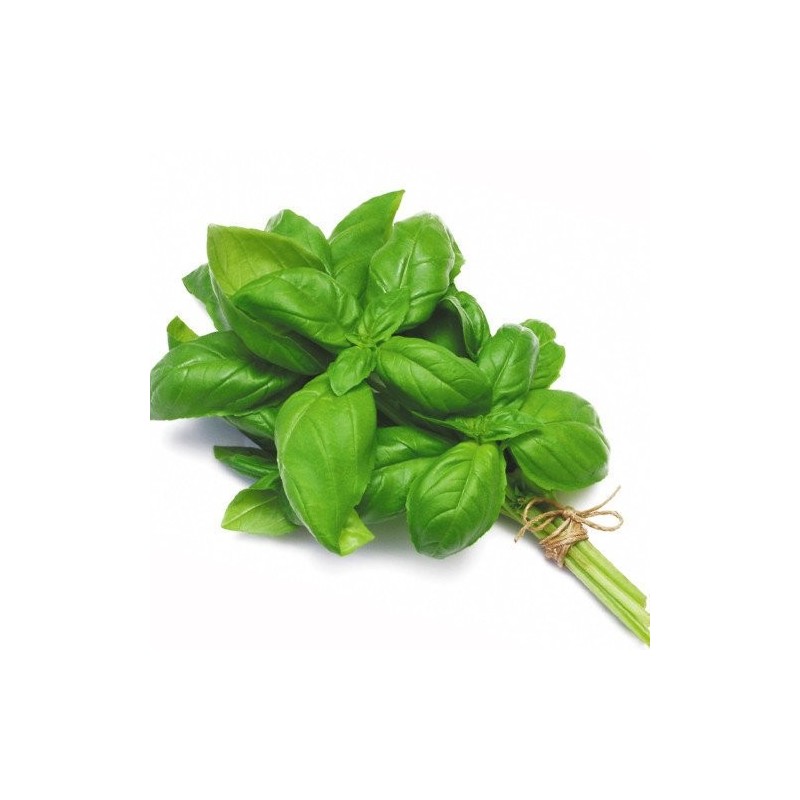 Basil (bunch) Basil (bunch)