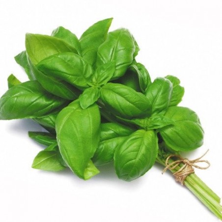 Basil (bunch)