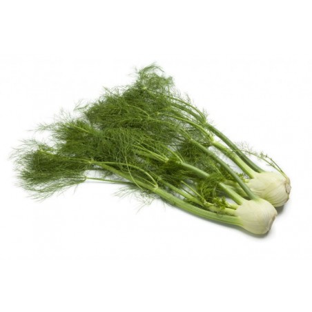 Fennel (ea)