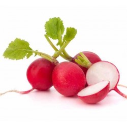 Radish (bunch)