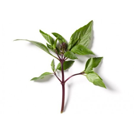 BASIL THAI, BUNCH