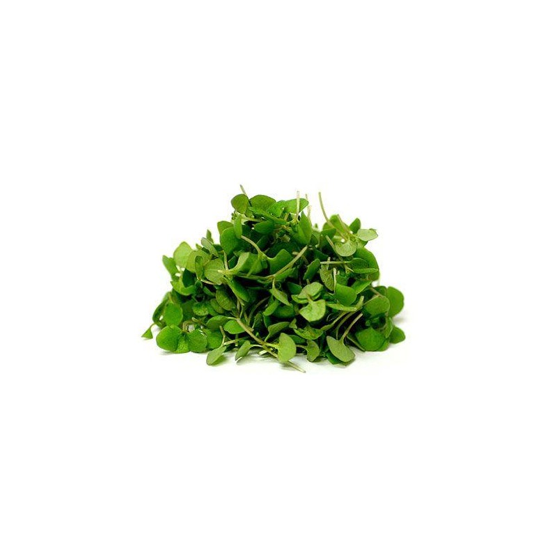 MICRO HERB BASIL GREEK, PUNNET MICRO HERB BASIL GREEK, PUNNET