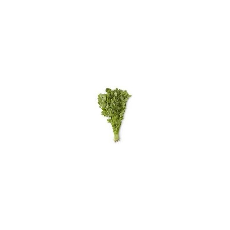 Coriander (bunch) Coriander (bunch)