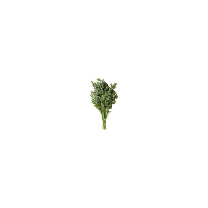 Parsley - Continental (bunch) Parsley - Continental (bunch)