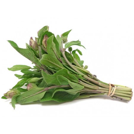 Sage, bunch