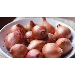 Shallots fresh, kg